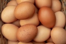 Everything You Need To Know About Eggs